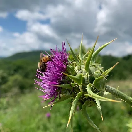 Bauernhof Ca' Inua - Arte, Bosco, Ospitalita Marzabotto