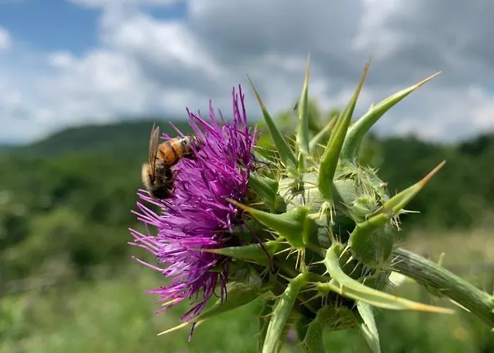Farmház Ca' Inua - Arte, Bosco, Ospitalita Marzabotto